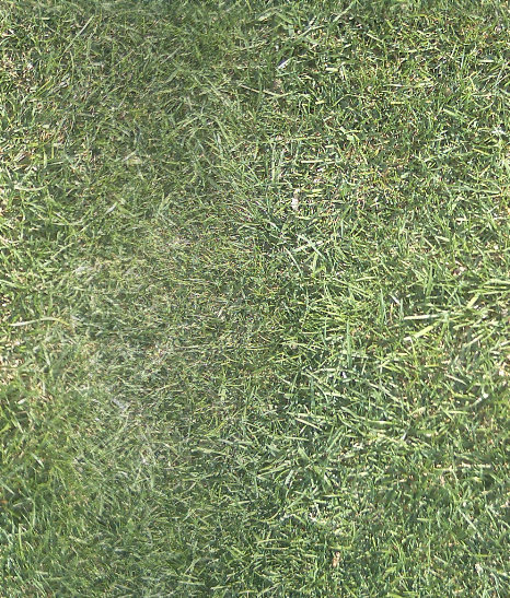 Grass