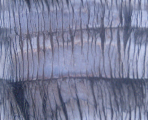 Palm