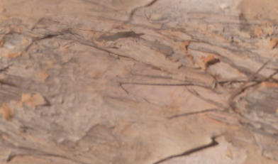 PaperBark