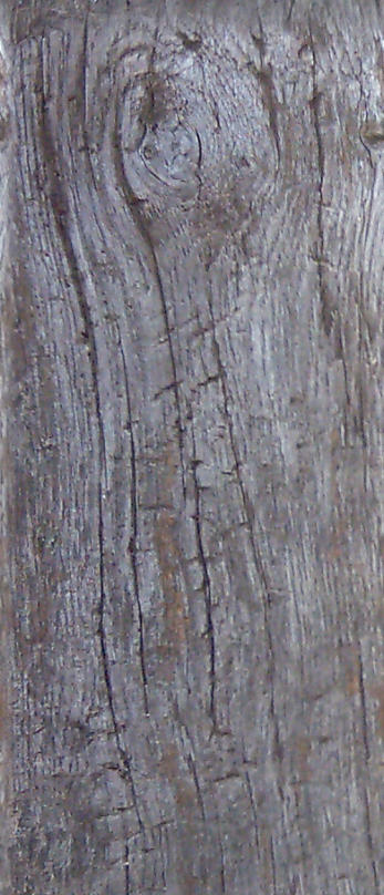 Stump_Edge01