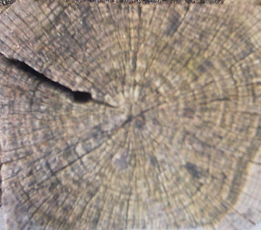 Stump_End01