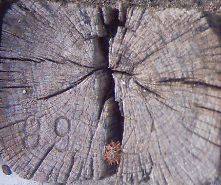 Stump_End02