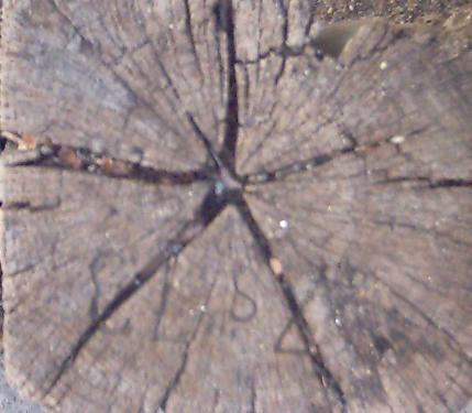 Stump_End03