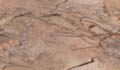 PaperBark