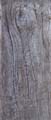 Stump_Edge01