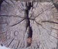 Stump_End02