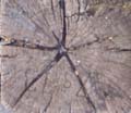 Stump_End03