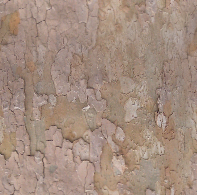 BasicBark_02_Seamless