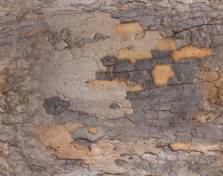 BasicBark_03_Seamless