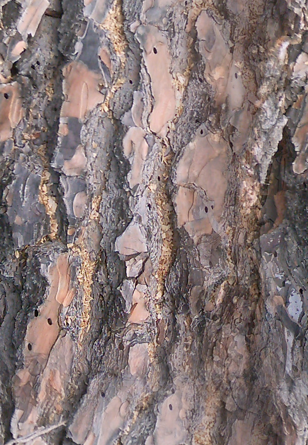 BasicBark_04_Seamless