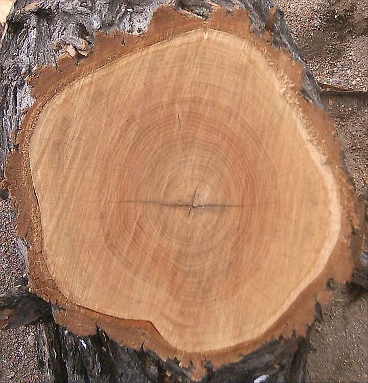 BasicBark_05_Seamless