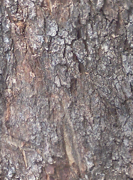 BasicBark_06_Seamless