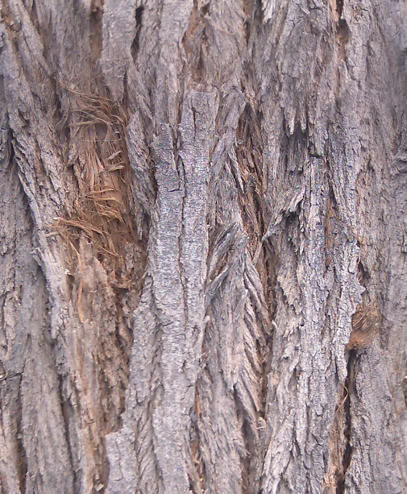 BasicBark_07_Seamless