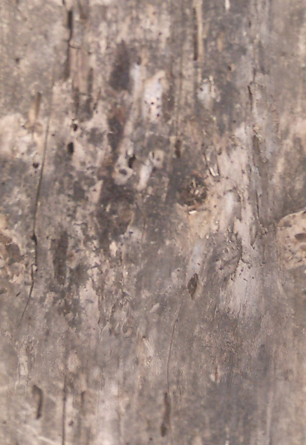 BasicBark_08_Seamless