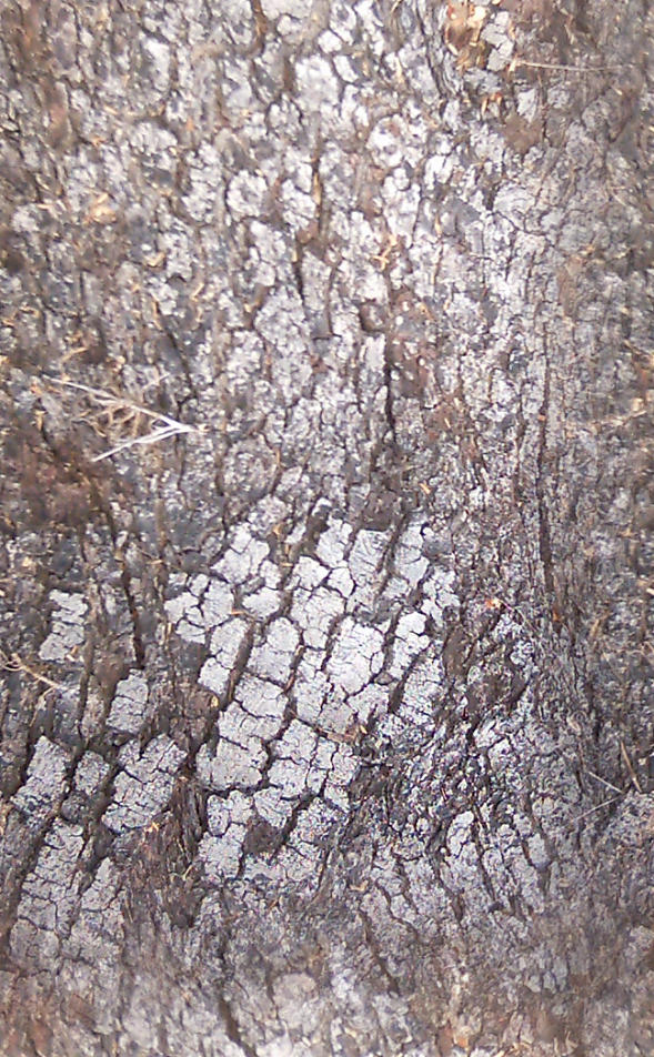 BasicBark_09_Seamless