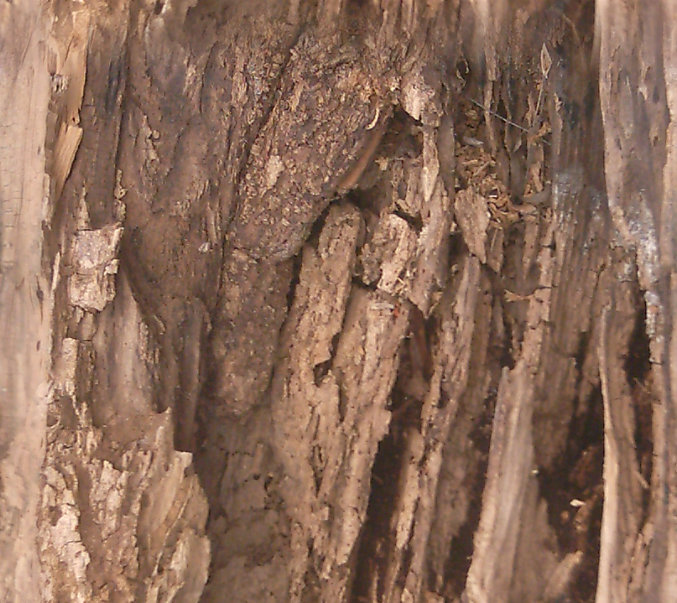 BasicBark_10_Seamless