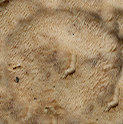 Mushroom_EndPiece_Small
