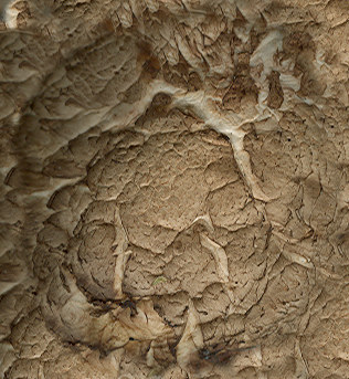 Mushroom_Top04