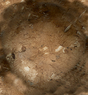 Mushroom_Top05