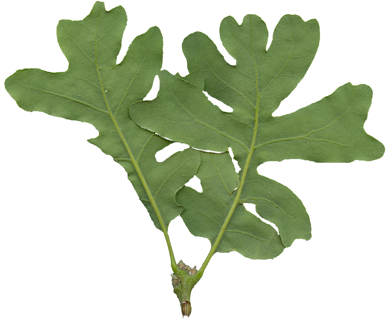 OakLeaves_Large_Rear_PlusAlpha