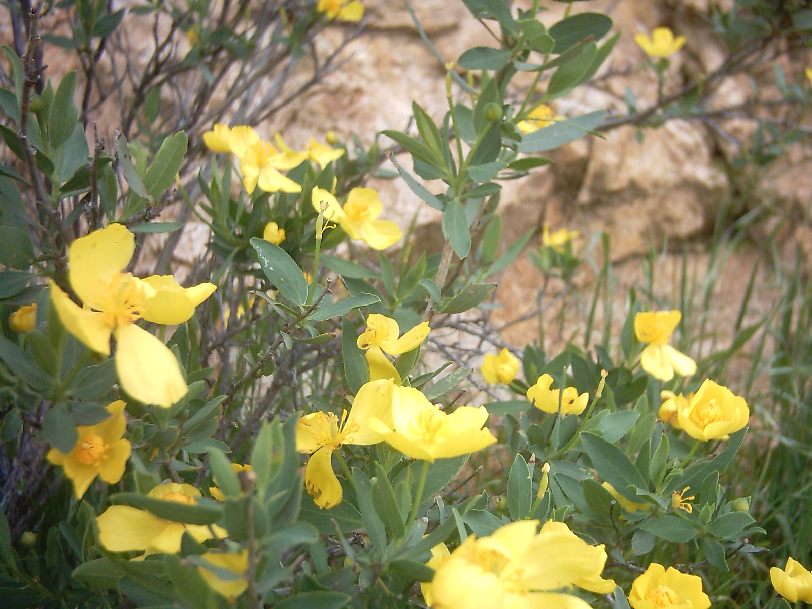 PCDV0047