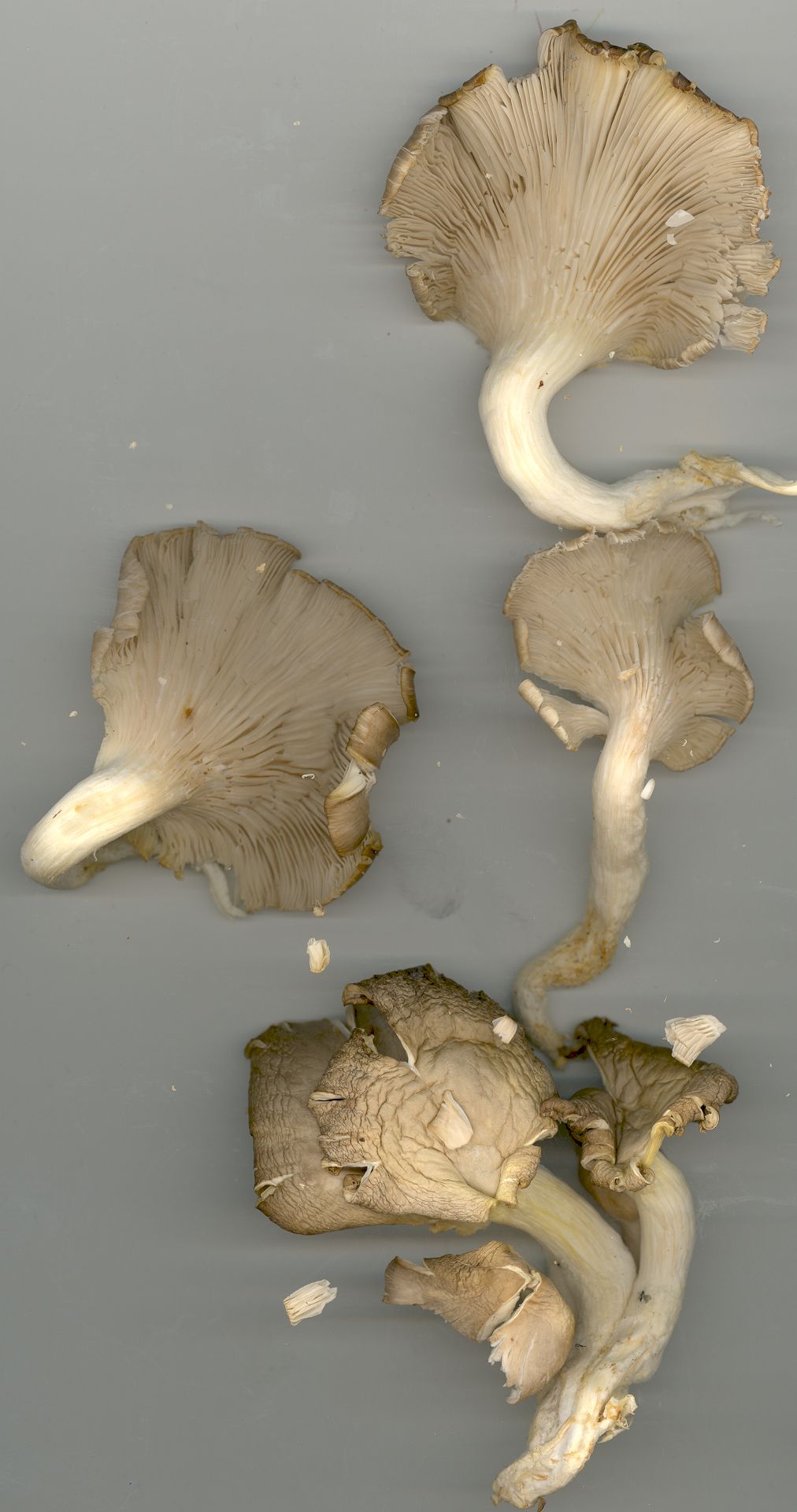 shrooms01_large