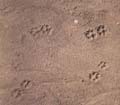 Dirt01_Footprints_seamless