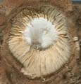 Mushroom_Bottom02