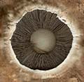 Mushroom_Bottom03