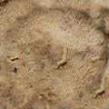 Mushroom_EndPiece_Small