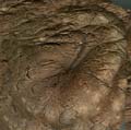 Mushroom_Top01