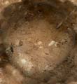 Mushroom_Top05