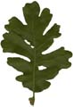 OakLeaf2_Large_PlusAlpha