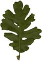 OakLeaf2_Small_PlusAlpha