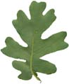 OakLeaf_Large_Rear_PlusAlpha