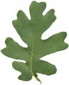 OakLeaf_small_Rear_PlusAlpha