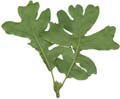 OakLeaves_Large_Rear_PlusAlpha