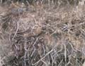 Rooty_01_Seamless