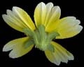 SmallYellowFlower_Rear_PlusAlpha