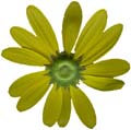 YellowFlower_PlusAlpha