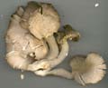 shrooms02_large