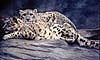 Copyright 1997, William Saslow