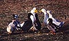 Copyright 1998, William Saslow