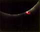 91 eclipse protuberances